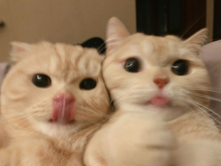 00h - @leebisha feliz aniversário princesa! te amo muito 💗