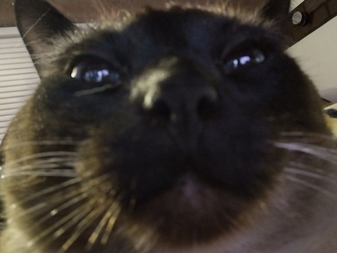 Meow selfie game on point, hah? 😝 https://t.co/RLXaZzZVpu