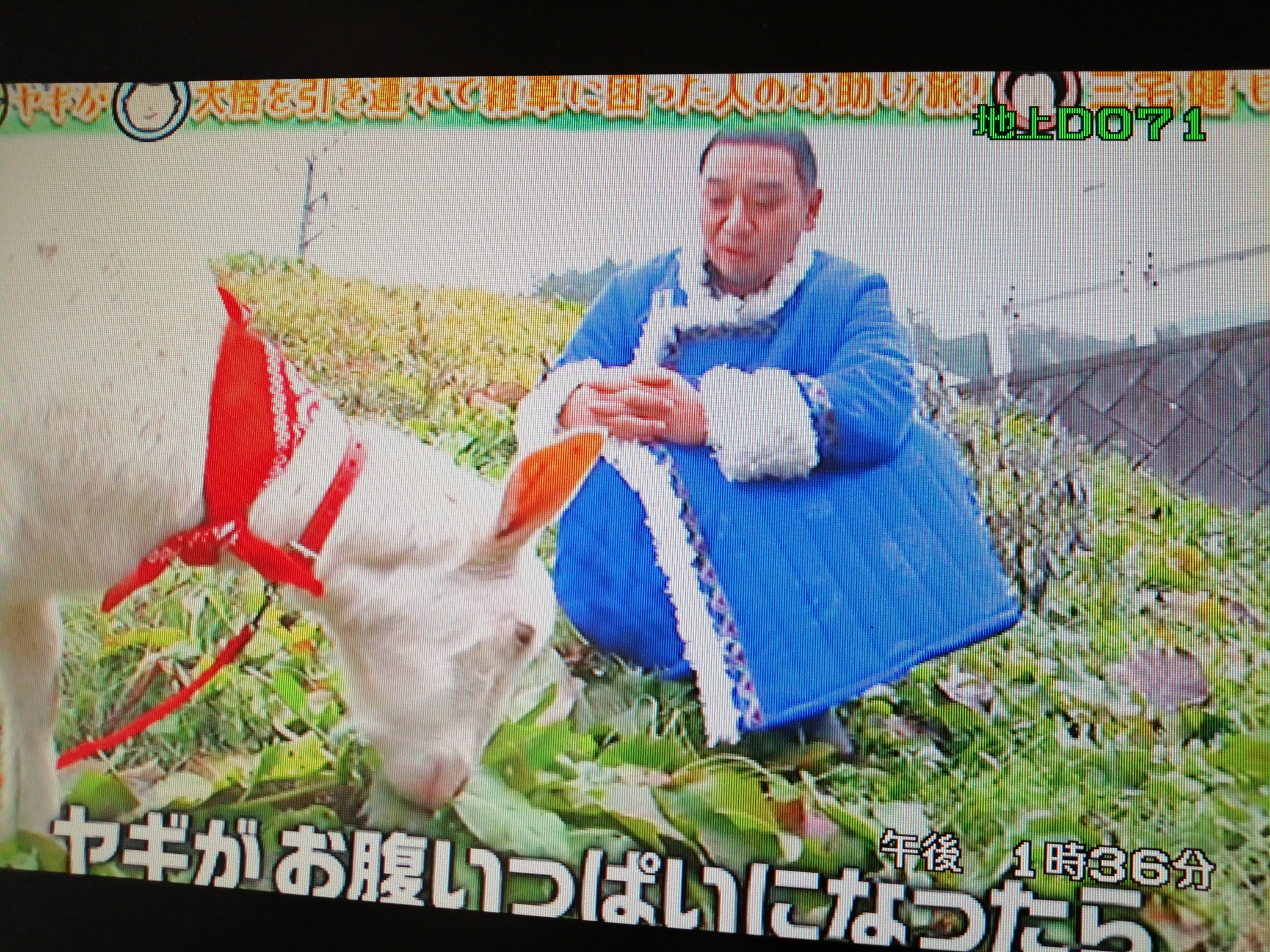 ライブ最高 ヤギと大吾 ゆるい番組で面白そう 主役はヤギ 名前はたんぽぽ ヤギレンタル 山羊 ヤギと大吾 テレビ東京 ヤギの名前はたんぽぽ 東秩父 主役はヤギ T Co Zirdba0gbx Twitter