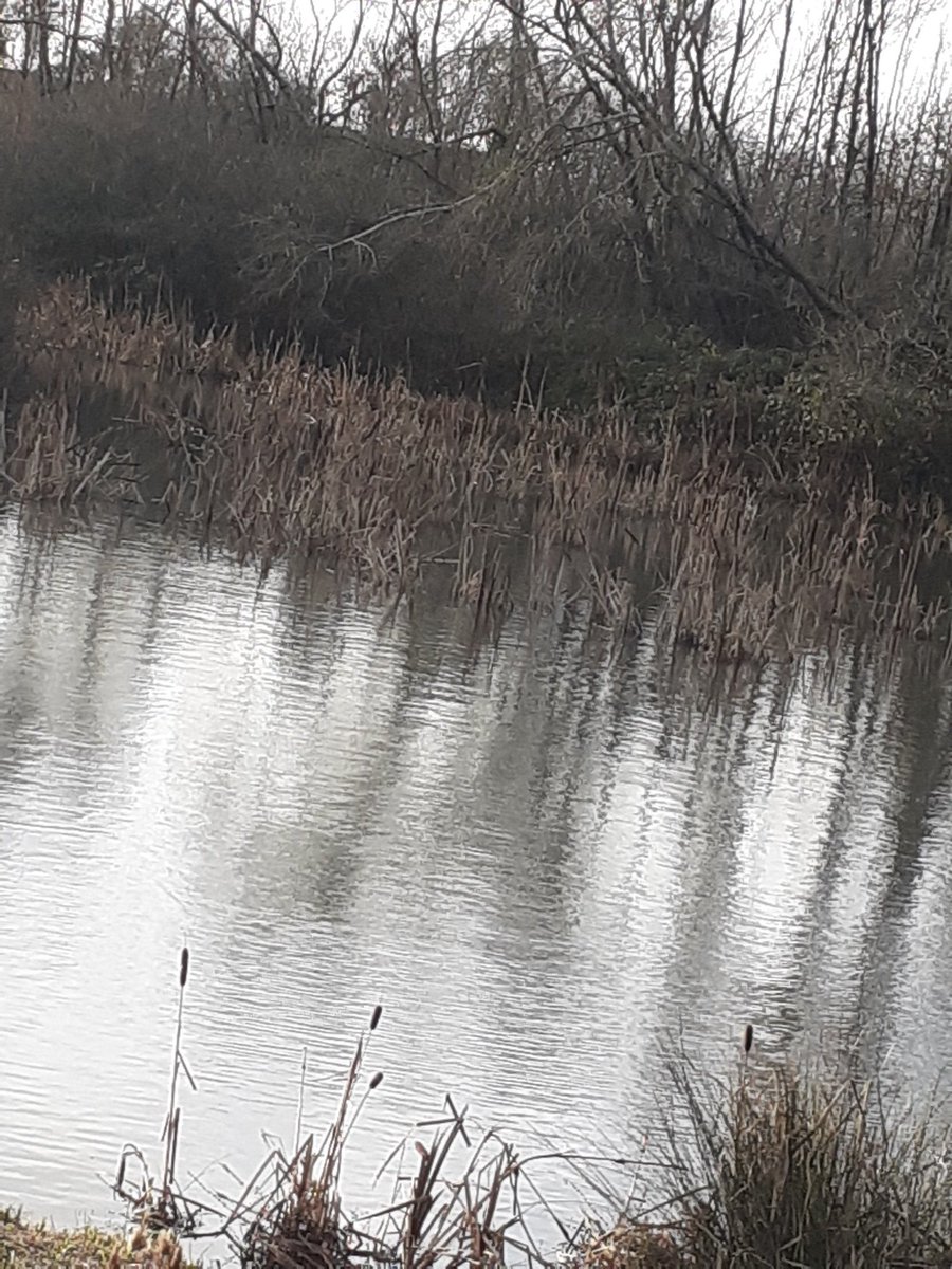 St Raphael Ward 🍋 tweet media