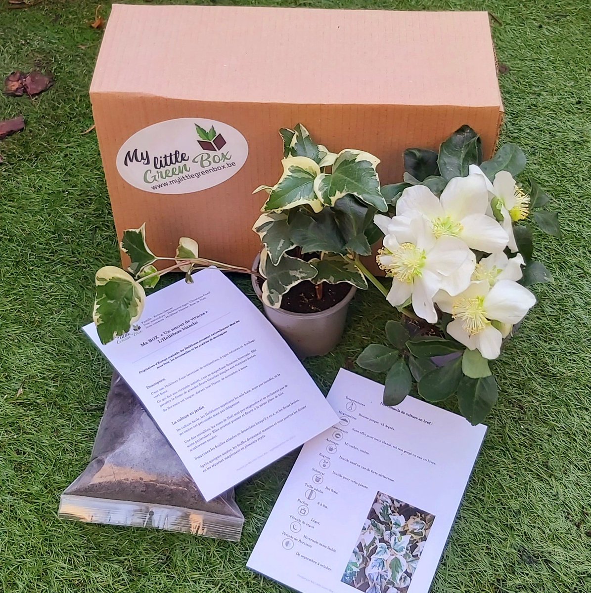 MyLittleGreenB2's tweet photo. 𝑵𝒐𝒕𝒓𝒆 𝒅𝒆𝒓𝒏𝒊è𝒓𝒆 𝒃𝒐𝒙 "𝑼𝒏 𝒂𝒎𝒐𝒖𝒓 𝒅𝒆 𝒗𝒊𝒗𝒂𝒄𝒆𝒔"
🌱🌺🌿🌼🌱

Vous y avez trouvé une Hellebore niger et un Hedera "Gloire de Marengo" 🌿🌿🌿

Vous pouvez dès à présent commander nos prochaines box's 😊
https://t.co/CV4dCqEbqa 

#mylittlegreenbox https://t.co/QziZCt9XqG