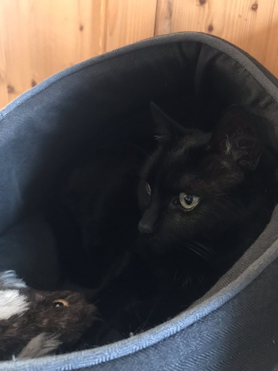 Ein bisschen heimat + meine Katze Mona <3