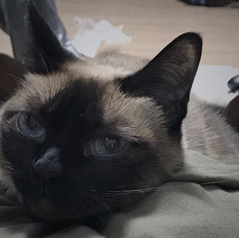 GOTEEZLOOKS's tweet photo. cat owners and their pretty cats^^ https://t.co/jBXnIlT1Zs