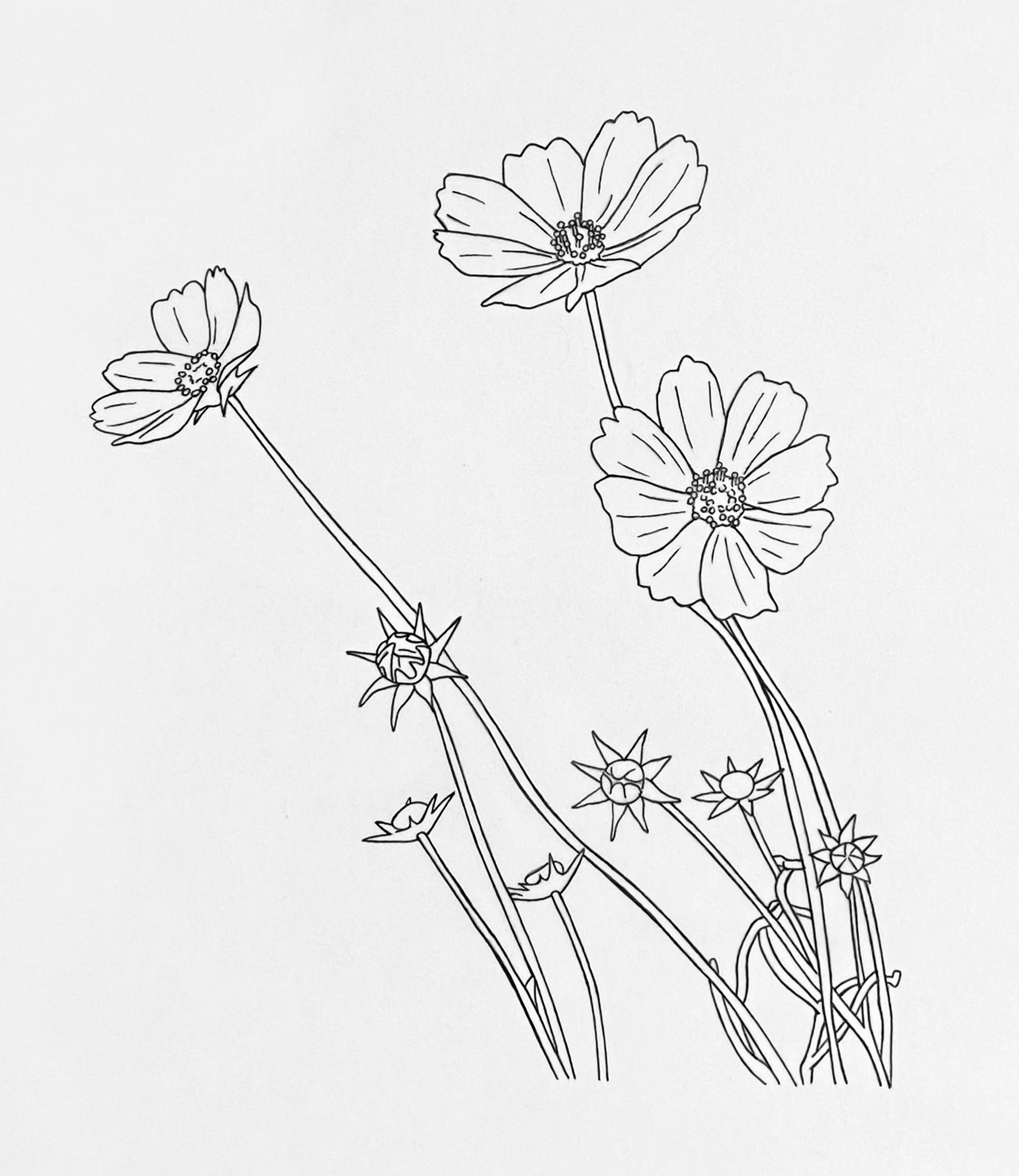 ぬりチャンネルー大人のぬり絵フレーム付ー お花の塗り絵を作りたいと思い 今回はコスモスの線画を描きました 塗り絵線画 イラスト 絵描きさんと繋がりたい みんなで楽しむtwitter展覧会 オリジナル塗り絵作ります T Co Ugwws2mvzm Twitter