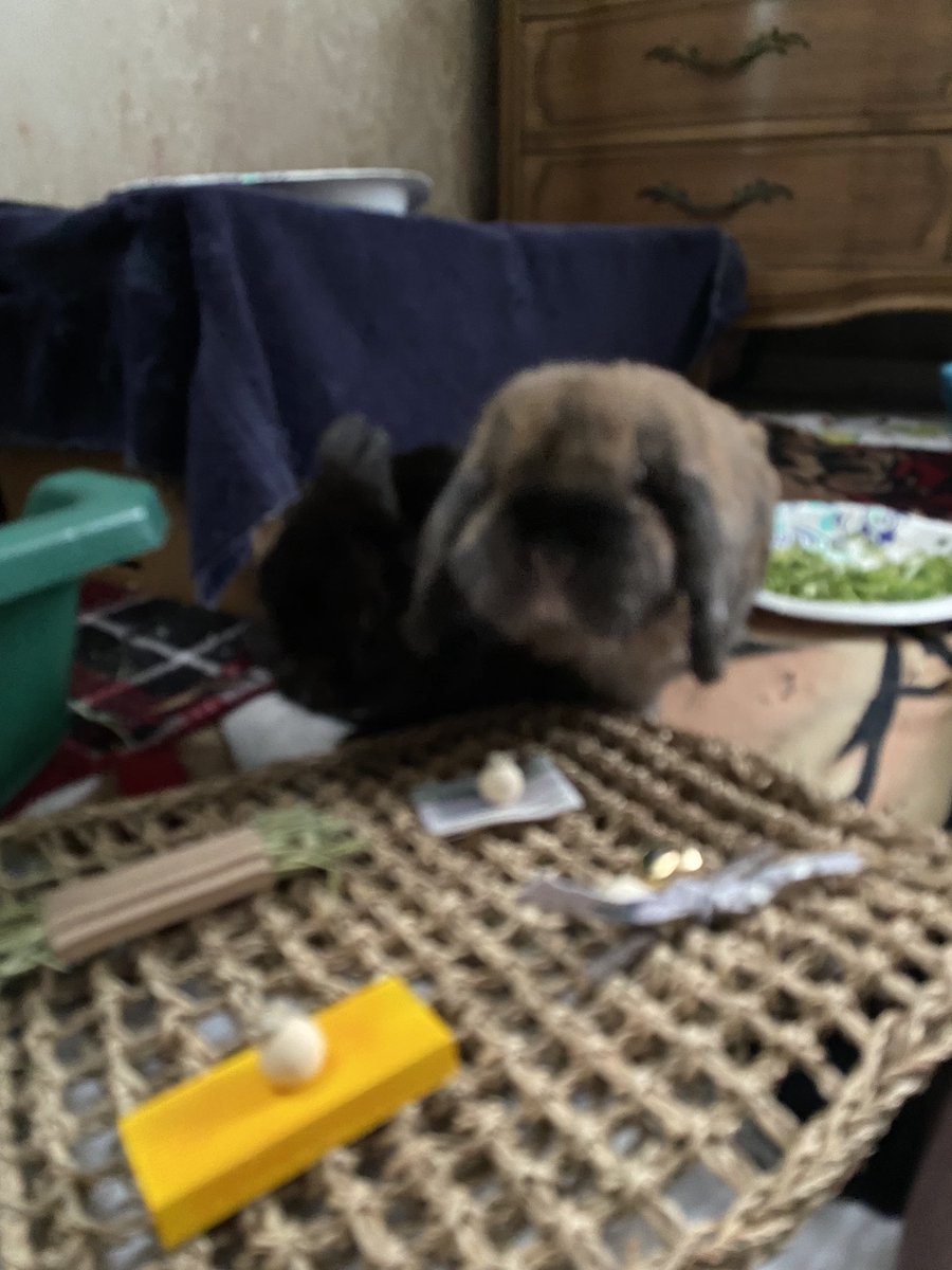 Five Hip Hop Bunnies tweet media