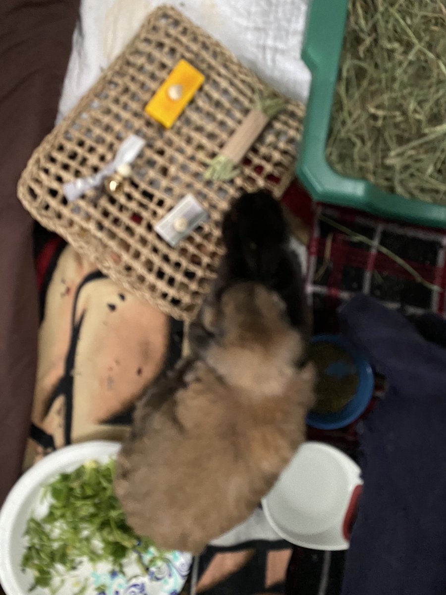 Five Hip Hop Bunnies tweet media