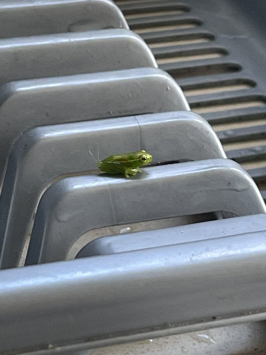 mbalimcdust's tweet photo. Doing my dishes just now and discovered what must be the world’s tiniest frog. I’m going to need somebody to explain how it came into my kitchen because I’m about to burn my house down 😭😭😭 https://t.co/fwK8bh0mMi