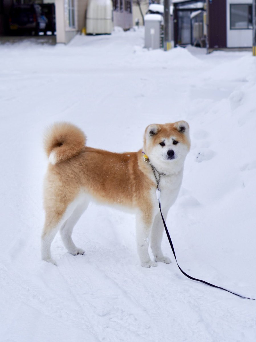 タグ 秋田犬ふく の注目ツイート メガとんトラック