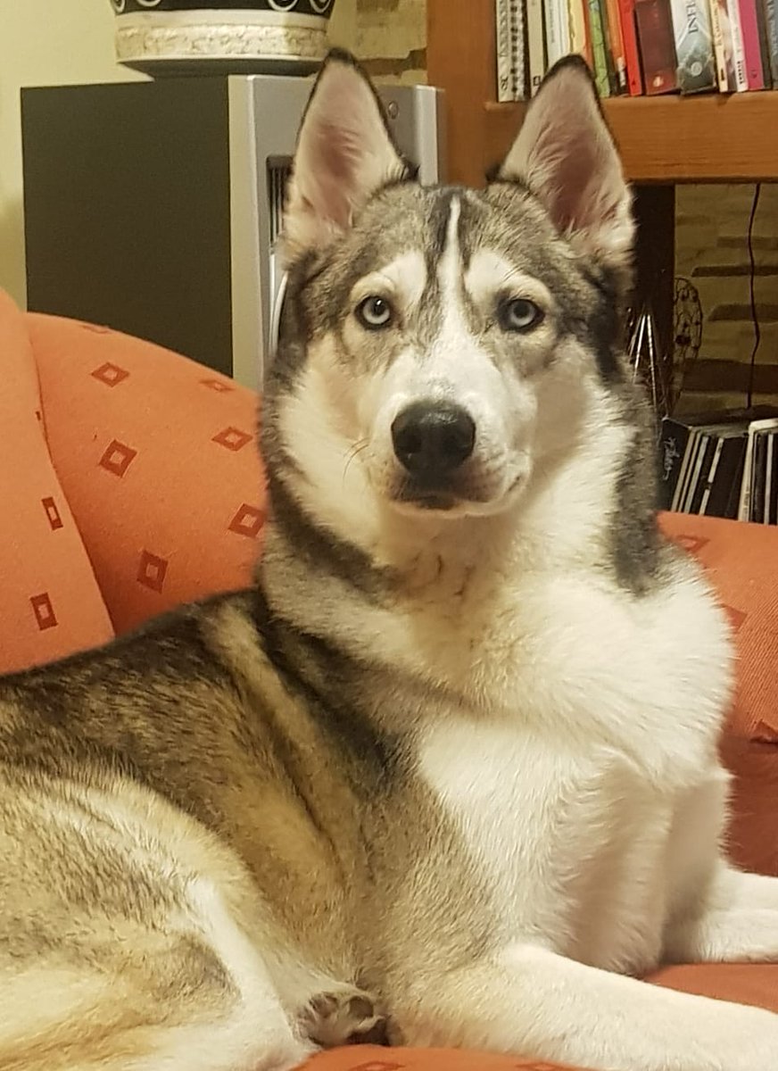 yair_pumas's tweet photo. Se perdió hoy a las 5:30 p.m en Chicoasen y Tixmehuac, por favor si saben algo me pueden contactar por DM #perrosperdidos @TlalpanVecinos @AjuscoTlalpan @vecinoseguro , responde a nombre de Niku. https://t.co/eM6B3Z7qH7