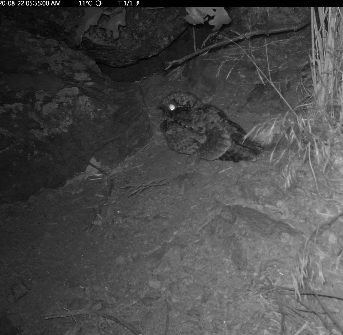 Check out this photo of a bird we captured! What species do you think it is? #BirdTwitter