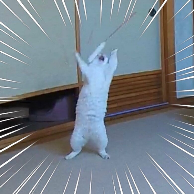 留守中のペットカメラが捉えた愛猫がおもしろ可愛い どんな遊びなの 飼い主に聞いた Twitter