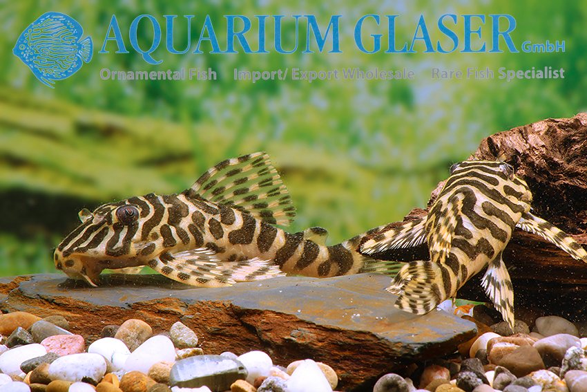 aquariumglaser's tweet photo. #L134 #Peckoltia #compta
find more details and pics @ https://t.co/kgExUnuDLM https://t.co/8CgyXfnLis