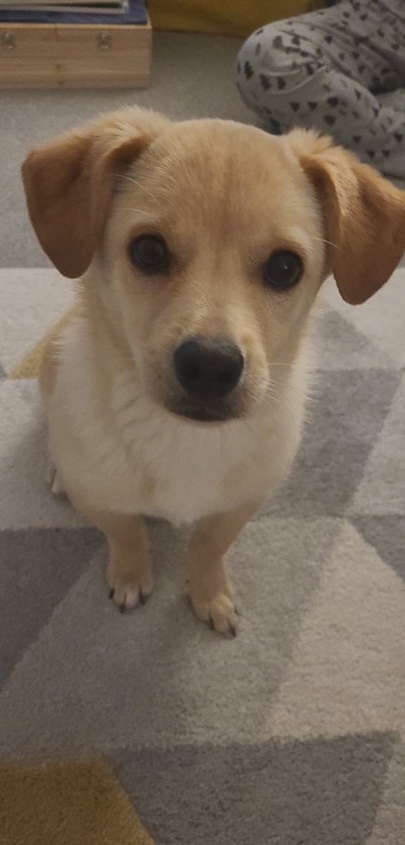 Loz_Graham's tweet photo. The best pup ❤ #romanianrescue #love4dogs https://t.co/9D02Z7o9S9