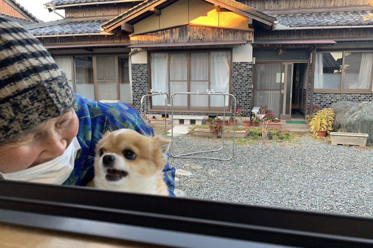 大好きなアカウント、おばあちゃんとチワワ癒される