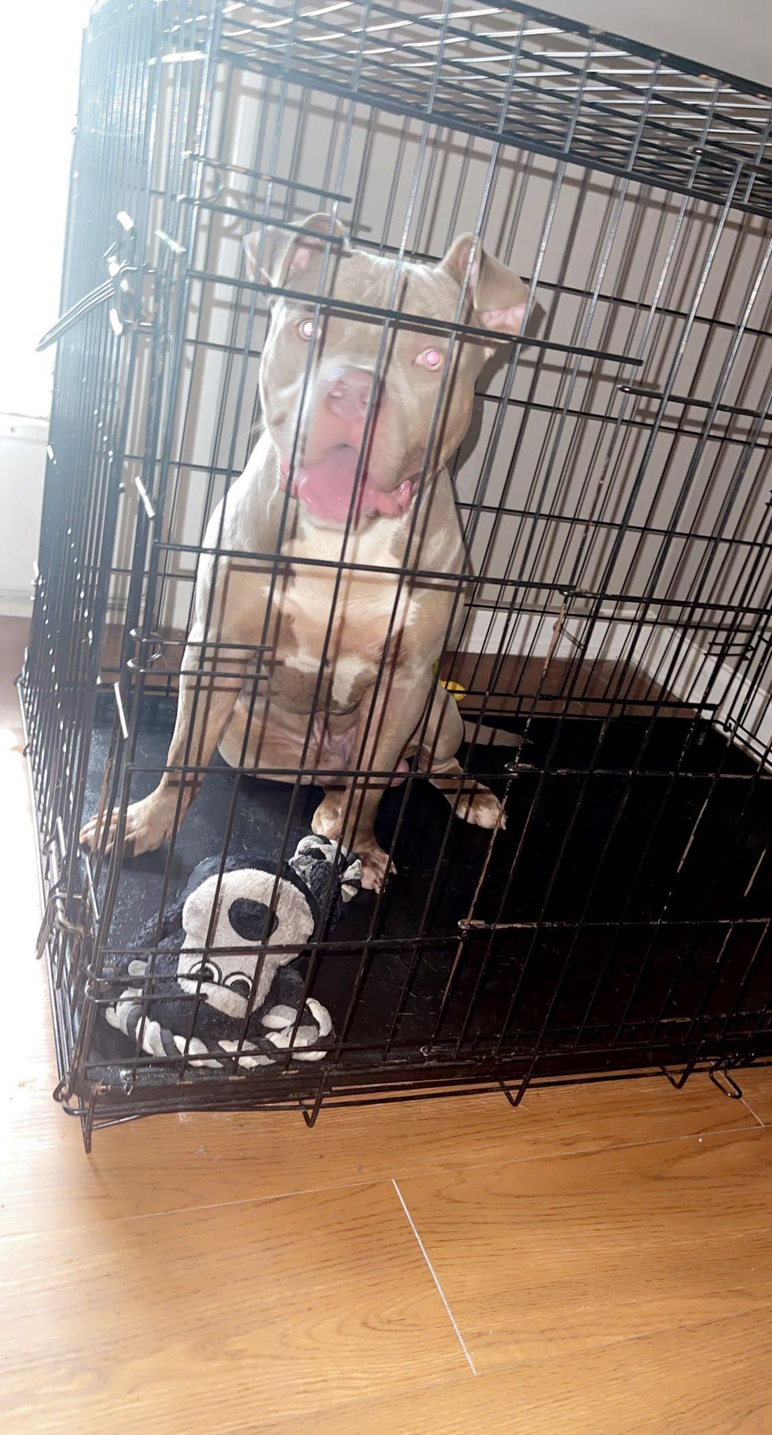 Bully kamp dog hot sale cage