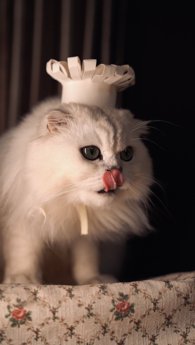 I'm the chef from Gulu Restaurant.👩🏻‍🍳It's ordering time. What would you like to order? Tuna?👩🏻‍🍳🐟

#CatsOfTwitter 
#CatsofChristmas 
#猫