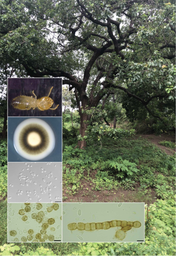 Happy to share the description of a novel species of #Aureobasidium (yeast-like-fungus) from the gut of #termite an underexplored niche ingentaconnect.com/content/nhn/pi… <a href="/snigdhatiwarii/">Snigdha Tiwari 🗯</a> @FungusCrous