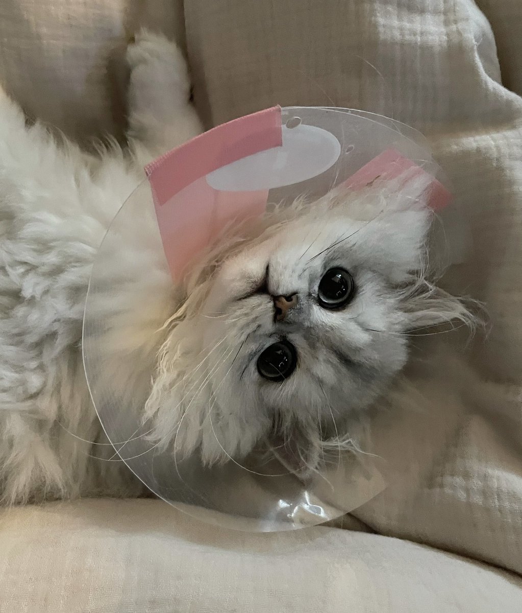 生まれてはじめてのエリザベスカラーに半泣きの我が子😭😭🐈
そんなウルウル瞳で見つめないでぇぇえ