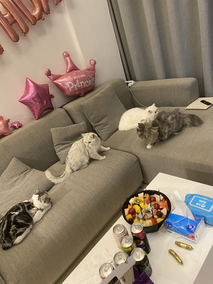 BellaCollectio's tweet photo. 今天是猫咪派对😼 https://t.co/JragOoDHmH