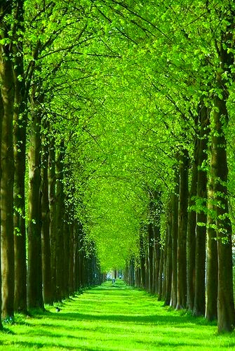 Let's go for a walk 💚💚💚💚