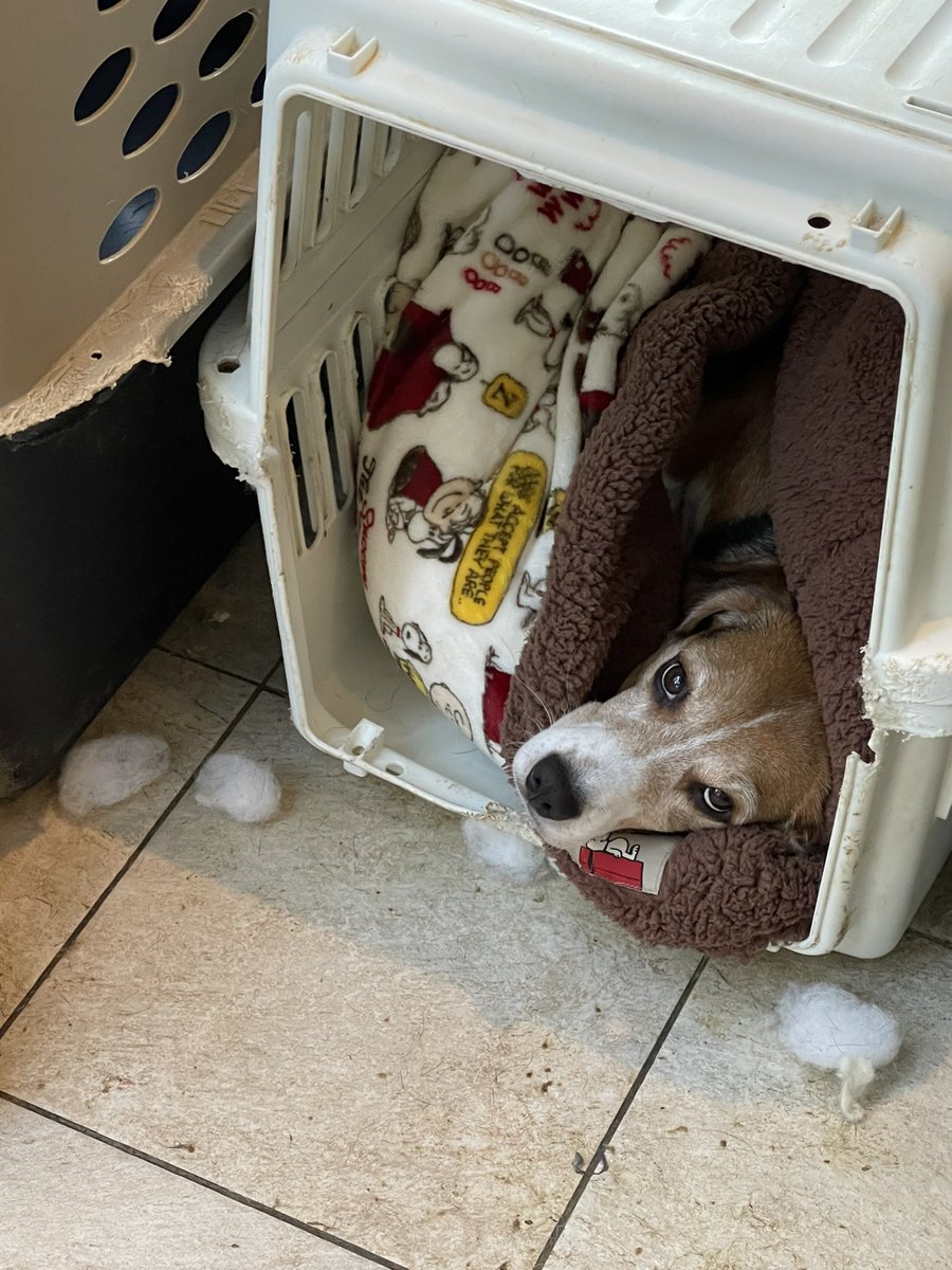 ネモ＆レオ tweet media