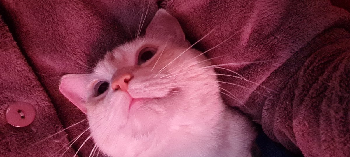 lauraoldmiss's tweet photo. #Tina da sotto la mia ascella vi saluta tutti ma mi sta facendo la #petterapy e ha occhi solo per Me. https://t.co/EXE9ZbaECT