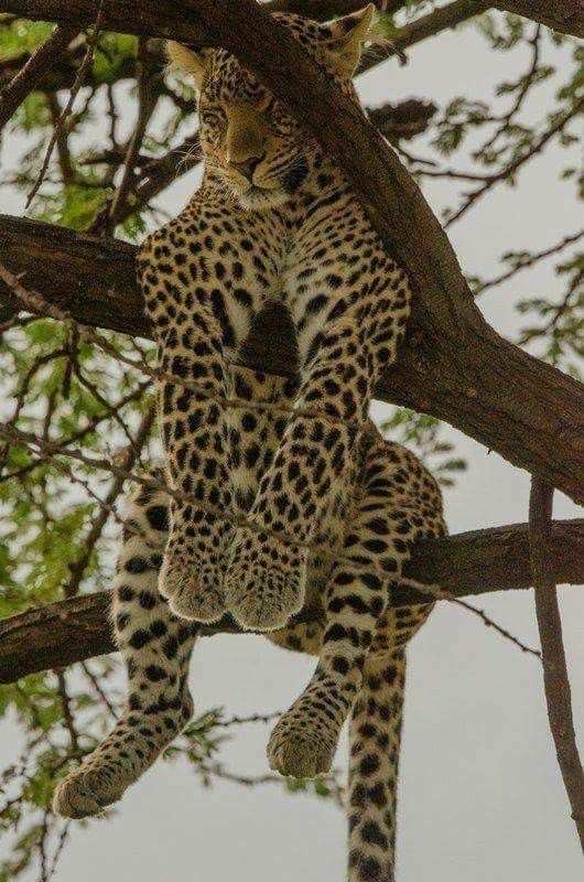 BeautyNature___'s tweet photo. Wildlife.😍
#nature #wildlifephotography https://t.co/9FIXF5s2Xg
