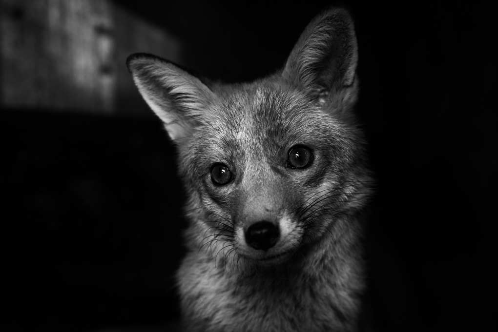 Apparently the campaign against fox hunting is a class war. Never knew nonce was a class, because that's what I see when I see fox hunters, nonces, abusing highly sensitive, intelligent sentient beings.