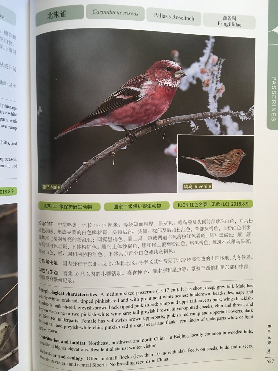 Beijingers rejoice!  A new guide to the Birds of Beijing is now available. Put together by an all-Chinese team and with a Foreword by @AlstromPer , this is a must-have for anyone with an interest in Beijing's avian residents.
