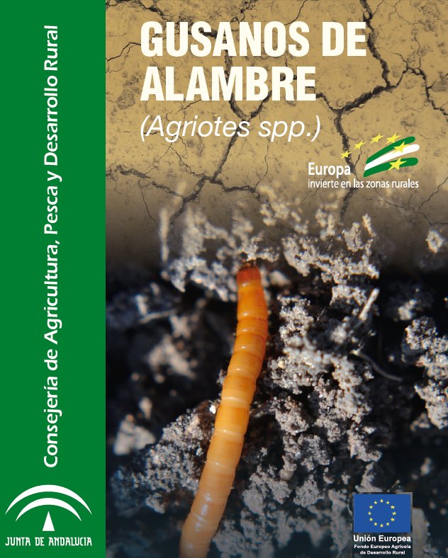 RAIF_noticias's tweet photo. El gusano de alambre (Agriotes spp) ataca tanto a la vegetación espontánea como a numerosos cultivos como algodón, cereales, girasol, remolacha, soja, tabaco, patata, tomate y zanahoria.
#agriotes #RAIF
https://t.co/Bw5khAsDk8 https://t.co/miNrS8iC21