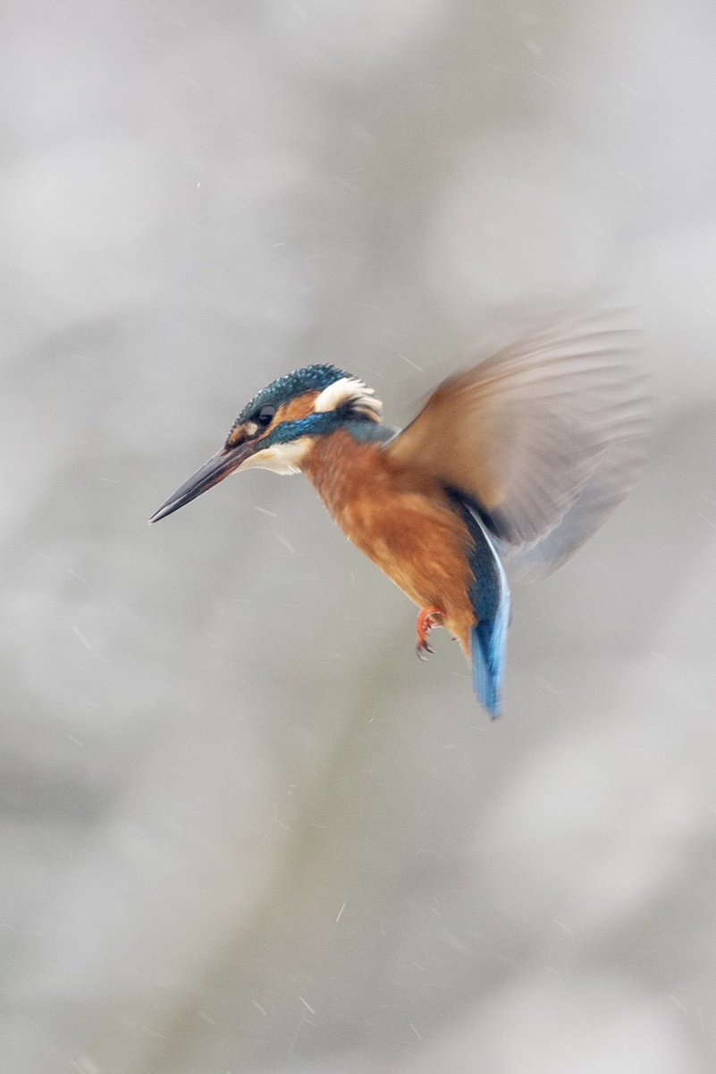 hertskingfisher's tweet photo. Kingfisher hover. https://t.co/CHetmn3ren