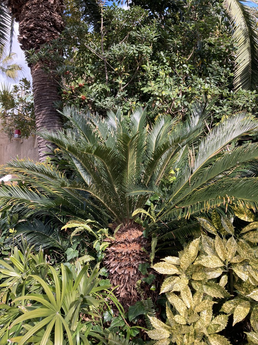 さよならSALE【入手困難】ユニシティ ハーバリスト ユニマテ グリーン さよならSALE【入手困難】ユニシティ ハーバリスト ユニマテ グリーン