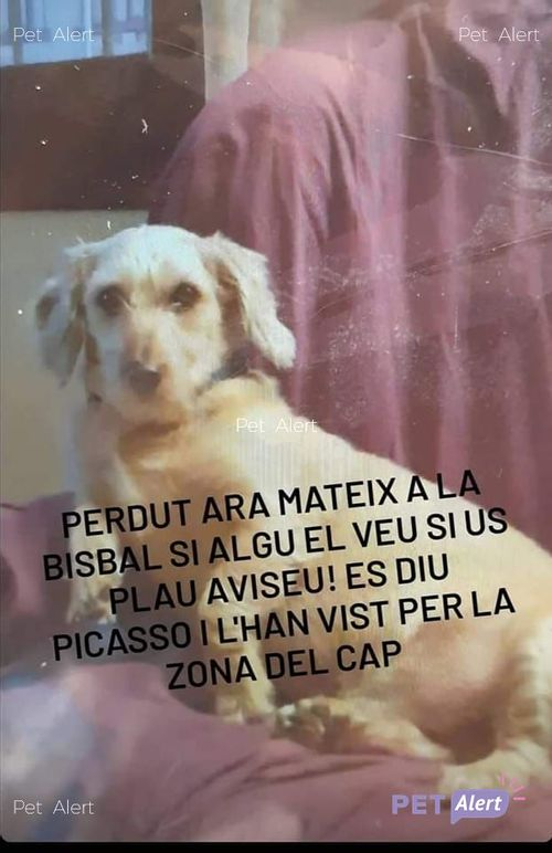 #PetAlertCatalunya #FemXarxa #XarxaGironaPerduts <a href="/pont_roma/">Perduts trobats🐕🐈Catalunya</a>
PERDUT gosset beix a LA BISBAL D'EMPORDA, GIRONA
26/12/21
Nom: Picasso. Sense collar, molt espantadís.
Contacte: 638924426 o al refugi 696652749