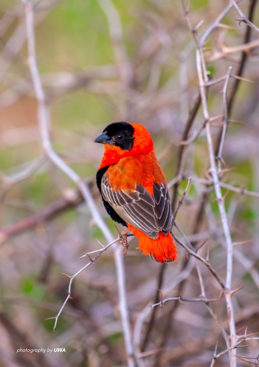 Nungiexpedition's tweet photo. What is my name?
https://t.co/S0Y0MGsycB

#Birds #WildlifeFacts #Birding https://t.co/83WdLPkWvh