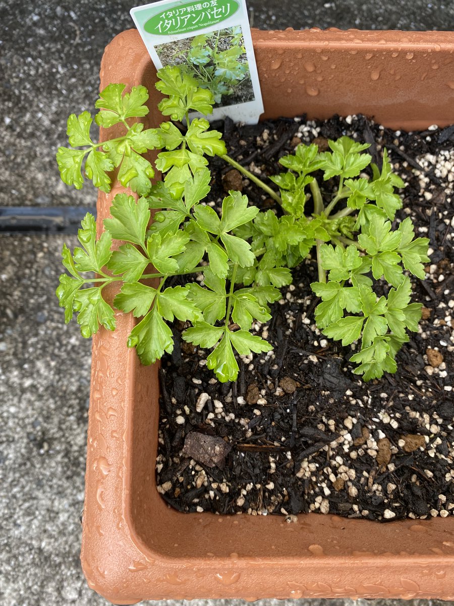 ホテル日航姫路 公式 姫路駅1分 ホウレンソウ日記 ホウレンソウと並行してハーブも何種類か育てています イタリアンパセリは成長が早く 何度か収穫してホテル1階のセリーナで使っています 担当ｆ 屋上菜園 プランター菜園 家庭菜園 T