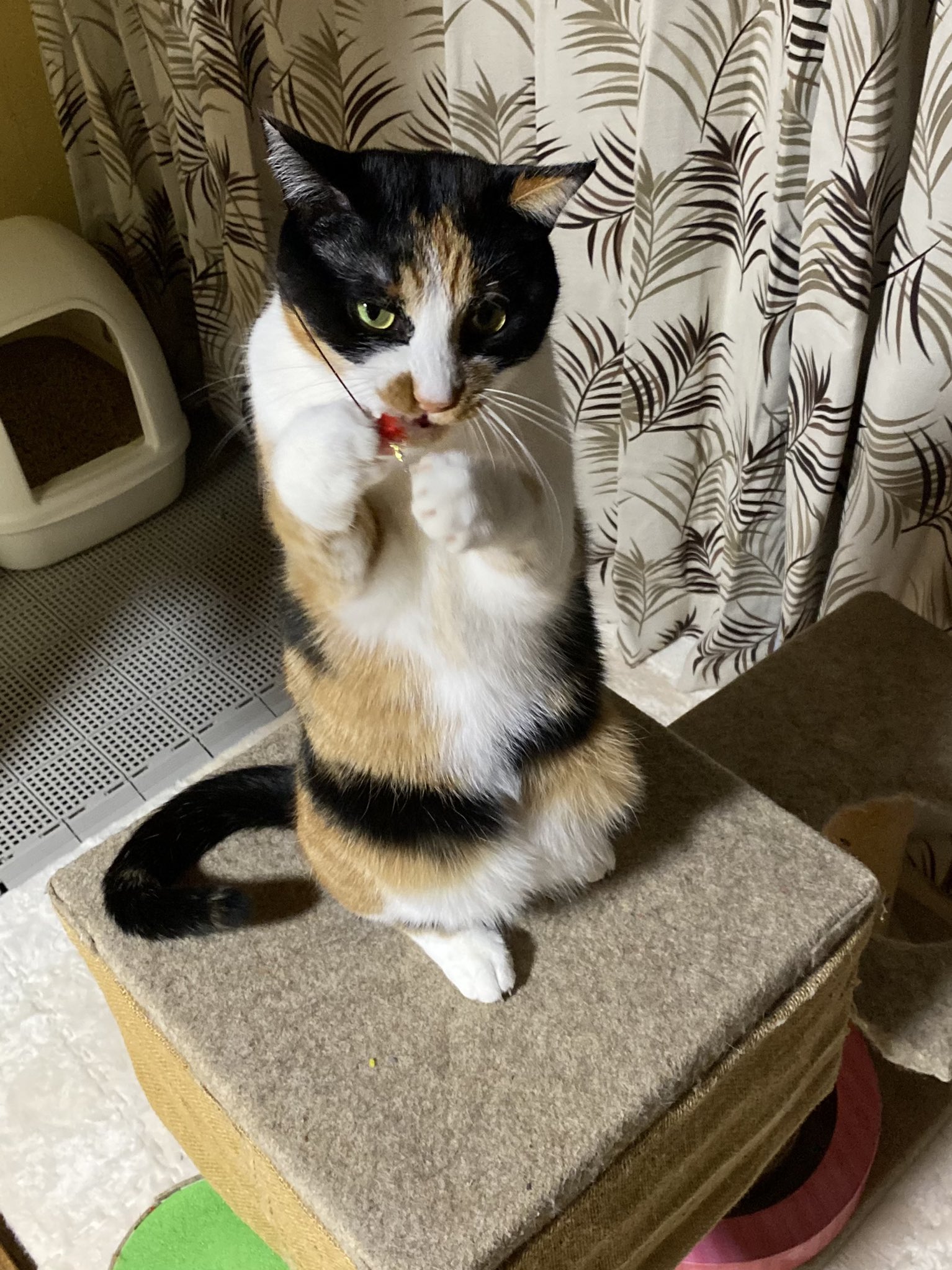 めーちっさい いい湯だにゃー 茶碗風呂を満喫する猫を作ってみました T Co 7sb9foy2ph Twitter