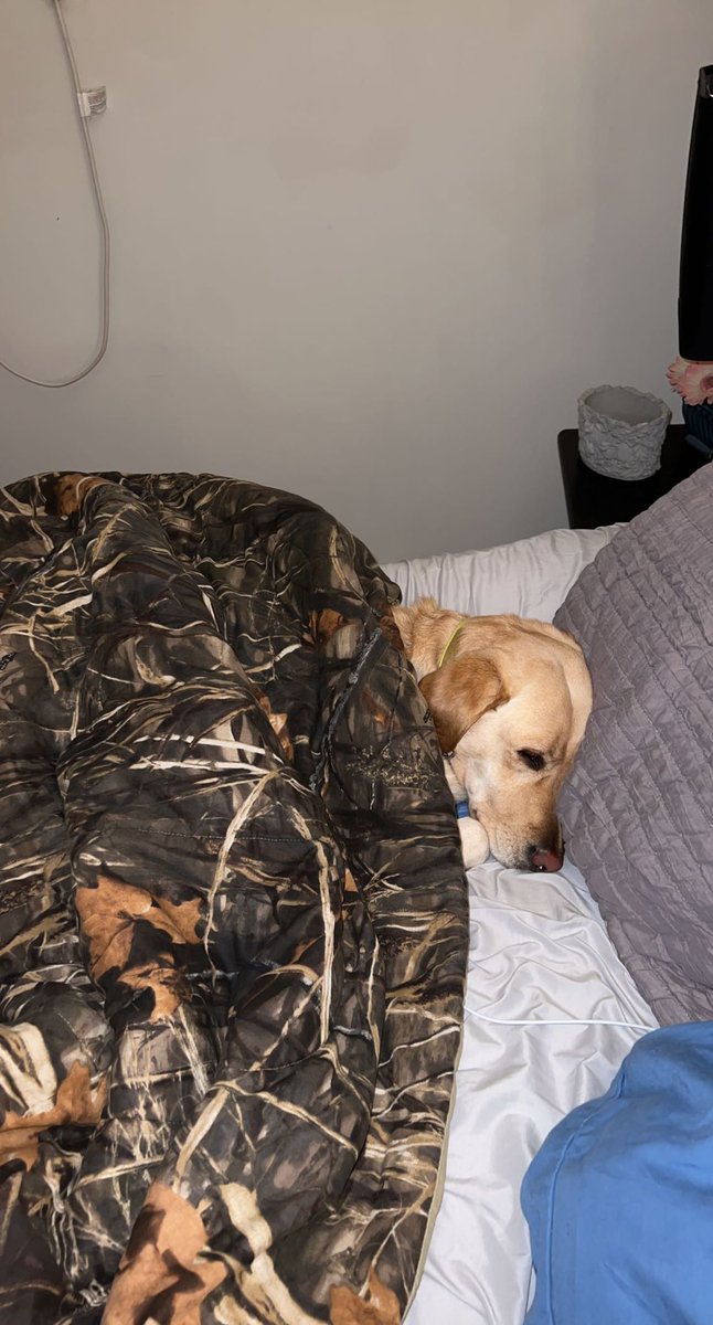 harperblack_'s tweet photo. stg i walked downstairs for a second  and she was at the end of the bed on top of the covers and when i got back up here this is what i see🤣🤣 https://t.co/KAZtKoO5Df