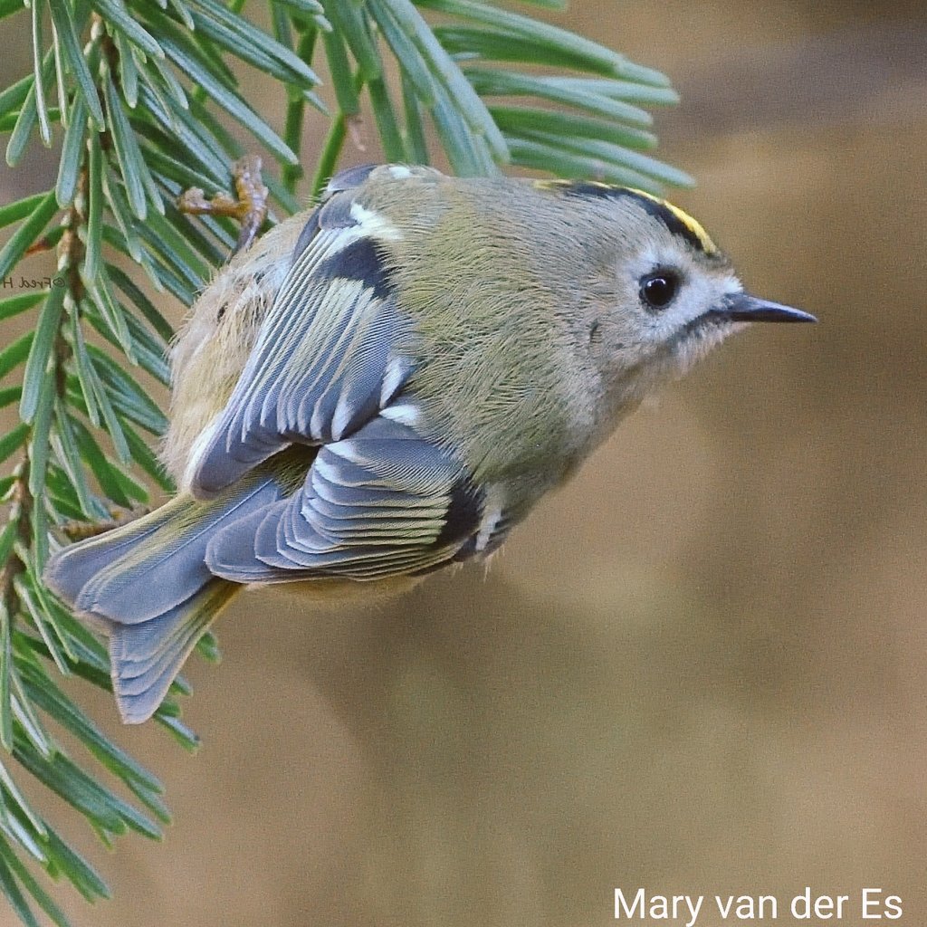 maryvanderes's tweet photo. #BirdsSeenIn2021
#Goudhaan #Regulus_regulus
#Goldcrest in mijn tuin. Het is Europa’s kleinste vogeltje en weegt vaak niet meer dan 5 gram.
In the #Netherlands. https://t.co/n6VChvggMI