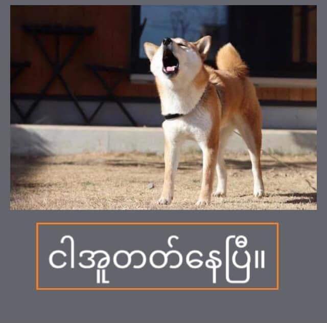 Ellenrose937's tweet photo. ပုံနှင့်တကွပြထားပါသည်။

ထိုသို့ပြထားစေကာမူ "ငါအူတတ်နေပြီ" မှတစ်ပြားမှမလျှော့လိုပါက ဆက်အူကြပါကုန်။

ဟောင်လိုလျှင်လည်းဟောင်နိုင်ပြီး၊ကိုက်လိုလျှင်လည်းလိုက်ကိုက်နိုင်ပါကြောင်း။
crd#

အဲ့ဒီလိုပဲ ကိုယ်မှားလို့မှားမှန်းမသိဘဲ ဘဝပြောင်းသွားတဲ့သူတွေရှိတယ်။😆😆😆 https://t.co/MxvJyWtafx