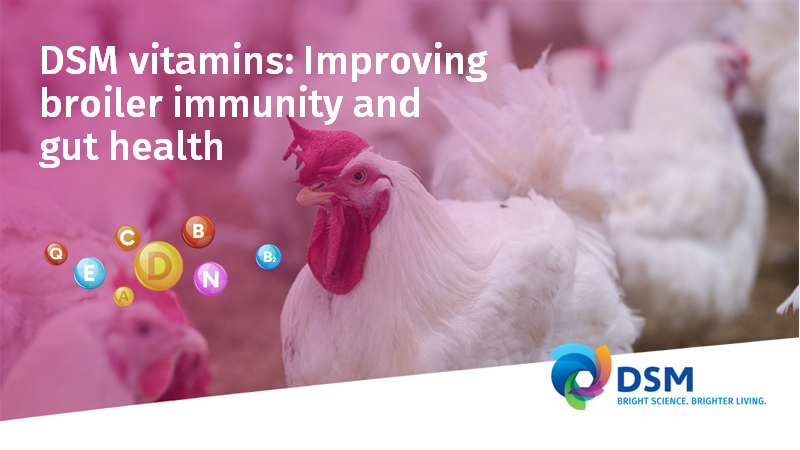 In broilers, we are committed to ensuring the optimum vitamin nutrition balance to improve immune competence and gut health, which significantly contributes to better broiler lifetime performance. 
Read more: https://t.co/845O0hXtWj
#WeMakeItPossible https://t.co/pN29pQFenS