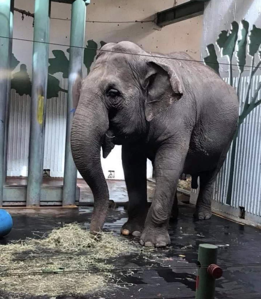 There’s a small barn 
In a zoo 
In 🥶 Edmonton 🇨🇦
Where a lone Asian 🐘 stands for 6 months of the year 
Alone in the dry dust of the day 
Alone in the darkness of the night 
I know you ask why!
So <a href="/CityofEdmonton/">City of Edmonton</a> can you tell the 🌎 why when she has 2 sanctuary places offered ?