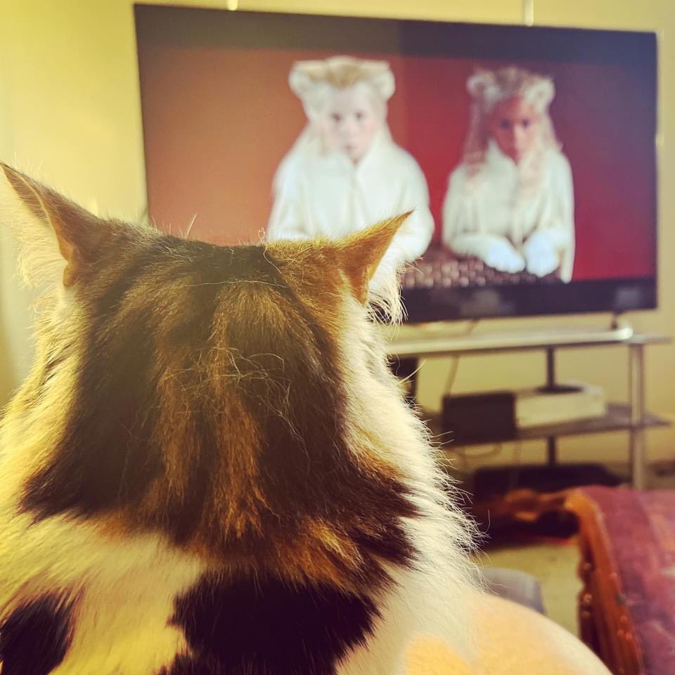 balrogmeowgoth's tweet photo. Watching #mice on tv. #justcatthings #hhgttg #fluffycats #cutecats https://t.co/BUF0QoKI4x