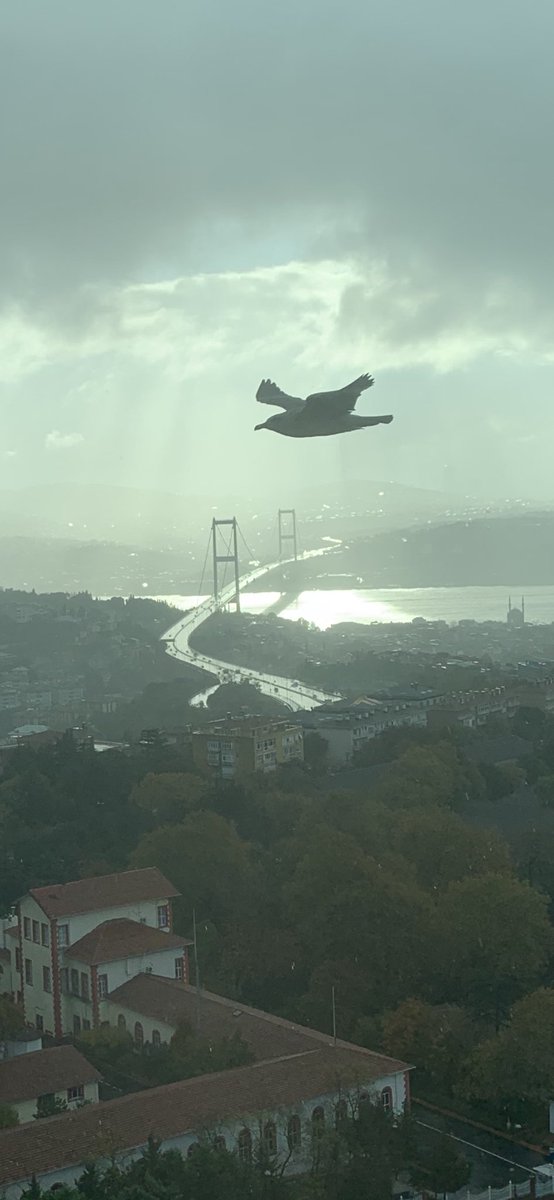 hakankoydemir's tweet photo. @siradisifoto https://t.co/MJLPIhVZ6m