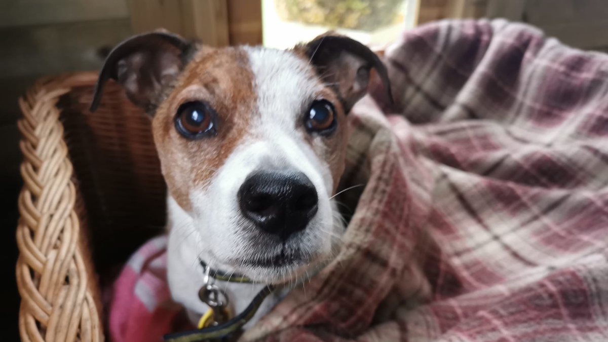 AdoptionsUk's tweet photo. Please retweet, I try to follow people back that are interested in sharing posts to help animals. 
I started this account when I saw 2 dogs that had been in a shelter for 10 years. After posting them for a few weeks they both had homes. Please retweet a few animals each day? https://t.co/AxSnsbXQvO
