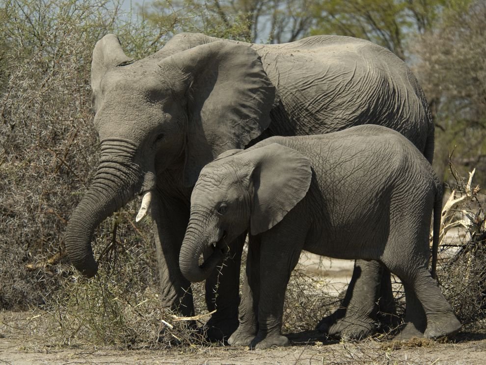 Слоновый год. Животные BIGBANGS. Endangered Elephant. Large animals. African Elephant.