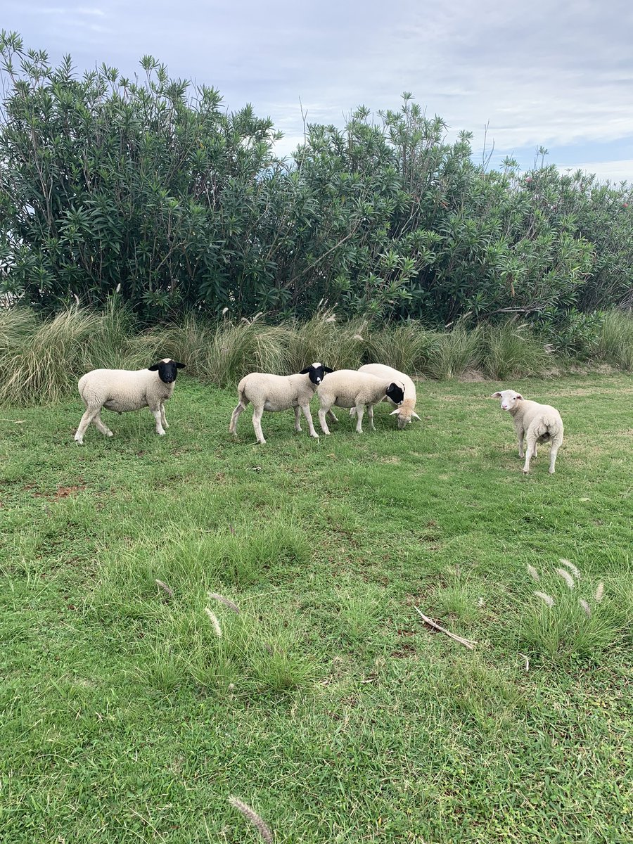 NatlMuseumBDA's tweet photo. A reminder from the NMB sheep-scapers: NMB is OPEN every day this holiday week, from 10am - 5pm.
Our large property has plenty of wide open spaaaaces, and 12+ exhibits that share 500 years of Bermudaaaa history.
We hope you'll come visit us soon!
#visitnmb https://t.co/TnDpV1rTkv