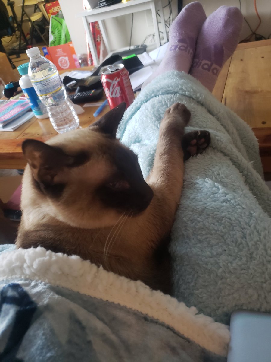 JulesandN's tweet photo. Jules says draw me like one of your French girls #CatsOfTwitter #CatsOnTwitter #Cat #CatsOnTwitter #CatsLover #animals #AnimalOfTheDay https://t.co/AEHoYcweeG