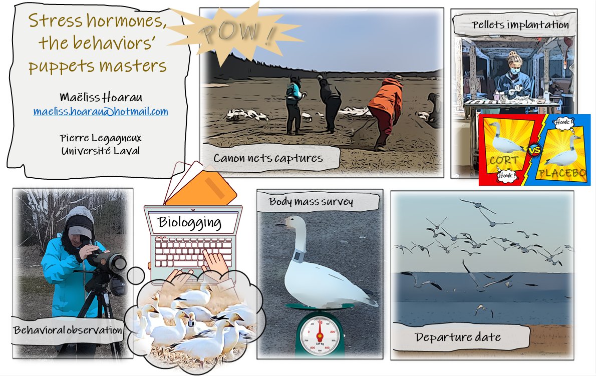 SICB_DAB's tweet photo. Come see behavioral endocrinologist Maëliss Hoarau talk about her #SICB2022 DAB #beststudentpresentation on stress hormones in greater snow geese! https://t.co/CnL8wAKFbu