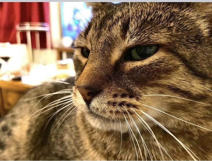 Cats Of Birmingham (@birminghamcats) on Twitter photo MISSING CAT! <a href="/MeatloafMeow/">Meatloaf Meow</a> is missing from the Kings Heath area in #Birmingham. Male, half-Bengal, neutered, chipped. Please check sheds, garages, gardens and your house if you live nearby. #missingcat #lostcat #catsofbirmingham #catsoftwitter <a href="/TVMarv/">Marverine Cole (TVMarv on IG & BlueSky)</a> <a href="/austenduffy/">Austen Duffy</a> MISSING CAT! <a href="/MeatloafMeow/">Meatloaf Meow</a> is missing from the Kings Heath area in #Birmingham. Male, half-Bengal, neutered, chipped. Please check sheds, garages, gardens and your house if you live nearby. #missingcat #lostcat #catsofbirmingham #catsoftwitter <a href="/TVMarv/">Marverine Cole (TVMarv on IG & BlueSky)</a> <a href="/austenduffy/">Austen Duffy</a>