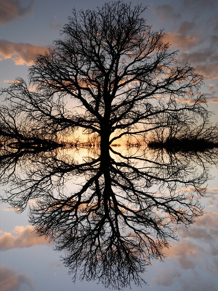 The tree and its reflection 💚